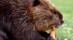 Beaver (снимка): неуморен язовир строител